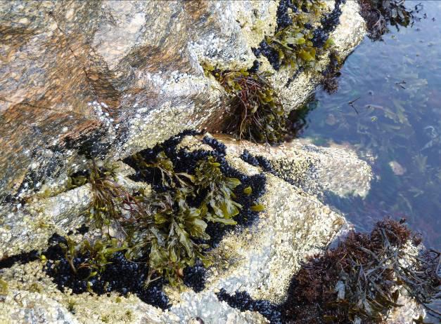 Av fauna ble det registrert vanlig strandsnegl, brødsvamp (Halicondria panicea), fjærerur, steinrur, tanghydroide (Dynanema pumilla) og få individer av albuesnegl (Patella vulgata).