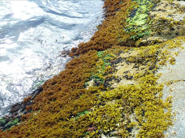 Rurbeltet er gjennomgående ned til sublitoralen og tett forekommende under tang og algevegetasjon. Habitatbyggende vegetasjon besto av et tett og noe velutviklet belte opptil 30 cm av Fucus sp. på.