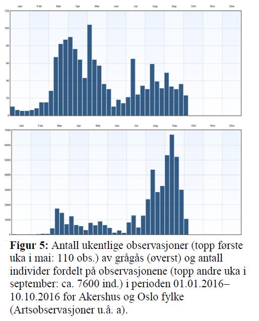 Etter å ha vært i dramatisk tilbakegang på 1800- og 1900-tallet som følge av overbeskatning ved reirplyndring og jakt, er grågåsbestanden er i dag i vekst.