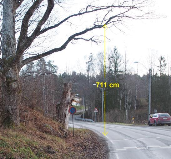 Største dybde på grøfta er 25 cm målt 170 cm fra hvit stripe. Foto: forf. Eikas krone brer seg ut over veien.