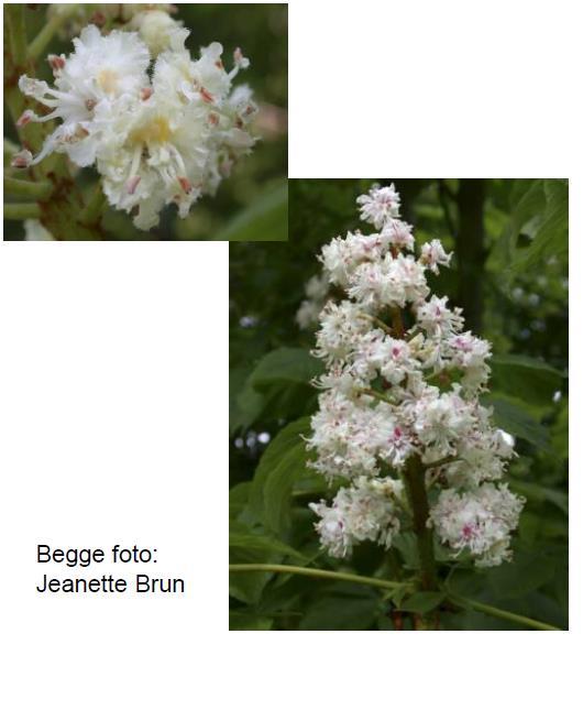 Aesculus hippocastanum Baumannii, Kilde: