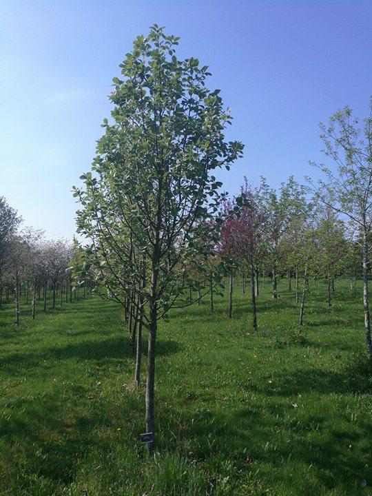 Sorbus incana E, treforsøksparken i Ås, tidleg mai 2017. Planta i 2010.