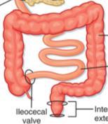 Avføringsvolum og konsistens Colon transittid Rectal