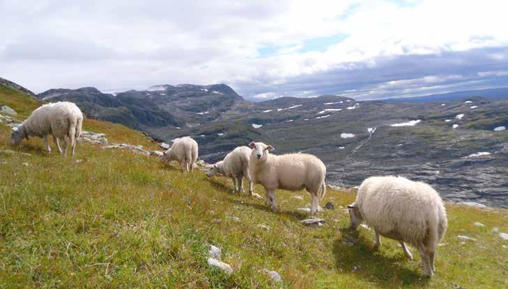 Formålet og reglane for dei ulike tilskotsordningane kan ein finne på Landbruksdirektoratet sine heimesider: https://www.landbruksdirektoratet.