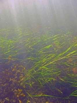 I enkelte områder ble det registrert noe snegl og trådformete alger på plantene (Figur 19a), og endel omkringliggende sagtang og/eller trådformete alger (Figur 19b).