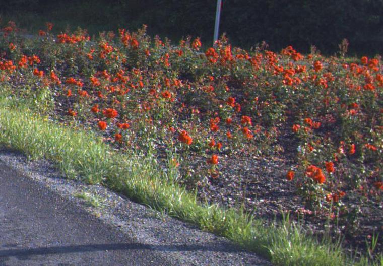 mer sporadisk spredt utover en gressplen skal det ikke registreres Blomsterbeplantninger, men