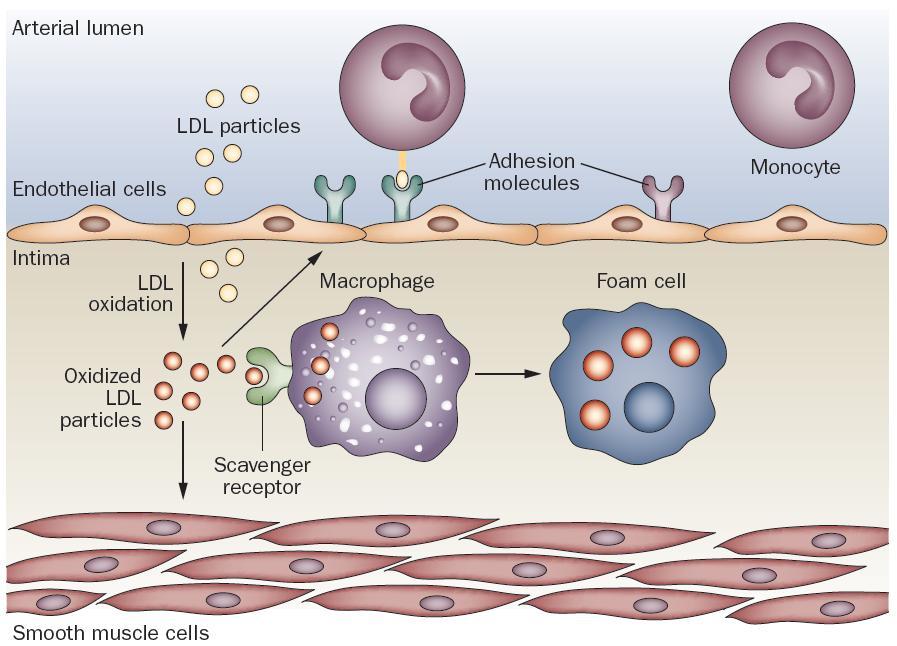 Innledning 11 1.1.1 Makrofagers rolle i aterosklerose Monocyttene vandrer i blodsirkulasjon, og deres oppgave er blant annet å fjerne døde celler og toksiske molekyler.