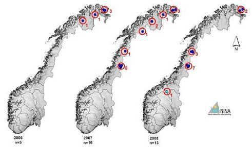 3 Resultater og diskusjon 3.1 Nasjonalt overvåkingsprogram for fjellrev 2008 De viktigste resultatene rapporteres kort her, for detaljer se overvåkingsrapport fjellrev 2008 (Eide m. fl. 2008). 3.1.1 Resultater fra Norge I dag finnes det opplysninger om 789 hi i Hidatabasen, av disse er 587 fjellrevhi.