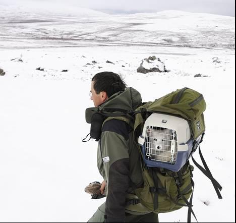 Konklusjon utsetting Dovre 2007 Snøhetta øst 3 myk utsetting Det ble også gjort forsøk med å sette ut rev mer mykt.