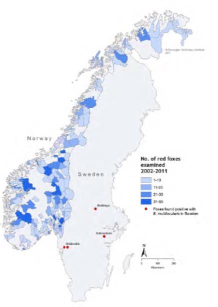 avføringsprøver fra fjellrev positive i Grumant Sverige