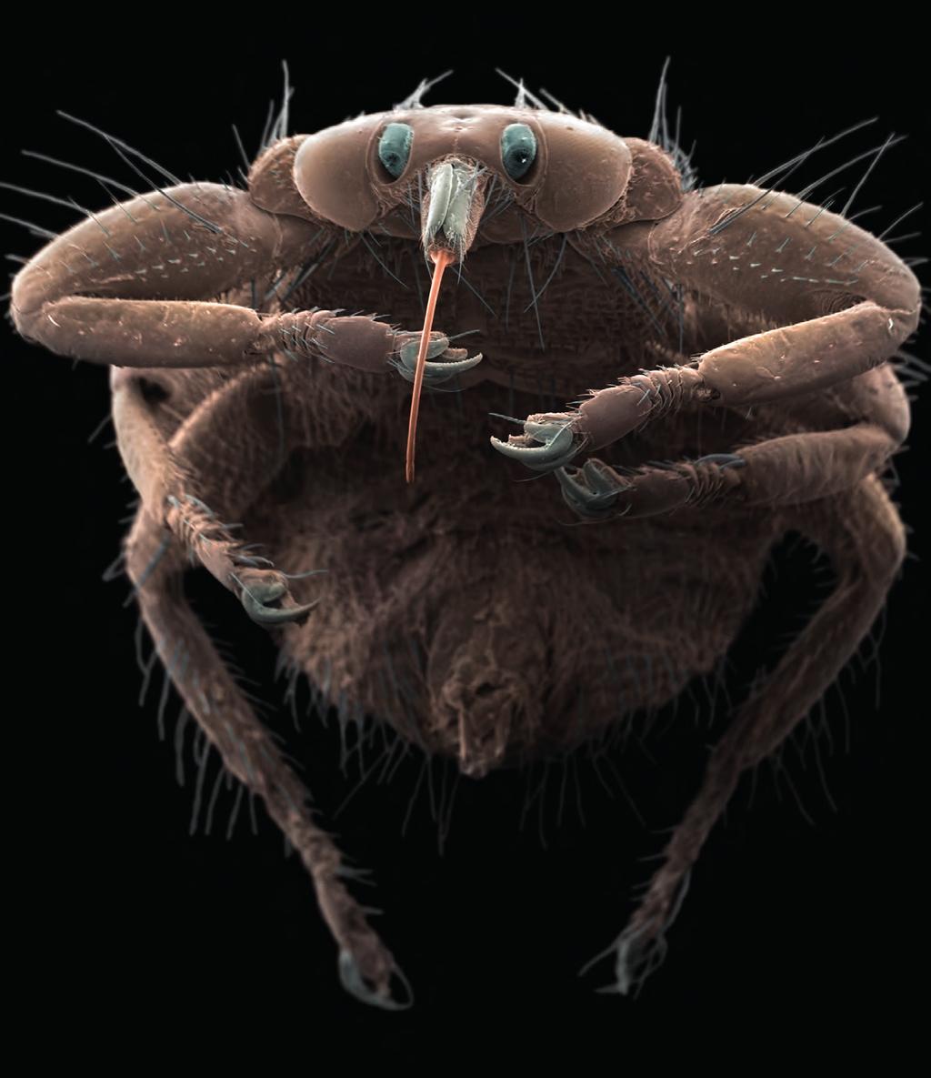 Foto: Jannicke Wiik-Nielsen Hjortelusflua en blodsuger som brer om seg Fargelagt elektronmikroskopibilde av hjortelusflue (Lipoptena cervi).