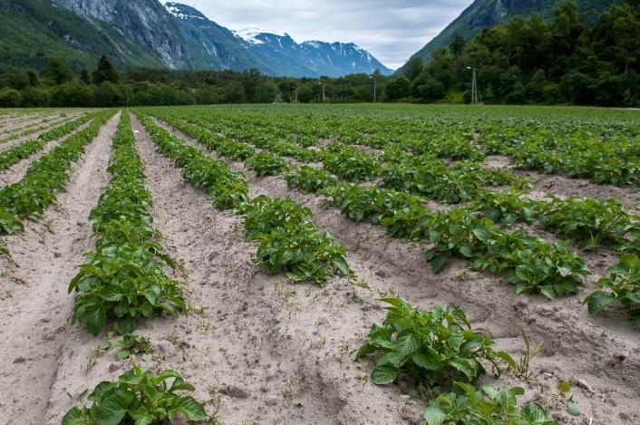 Matproduksjon angår alle FNs organisasjon for mat og landbruk FAO anslår at matproduksjonen må øke med 60 % fram mot 2050 for å møte global etterspørsel.