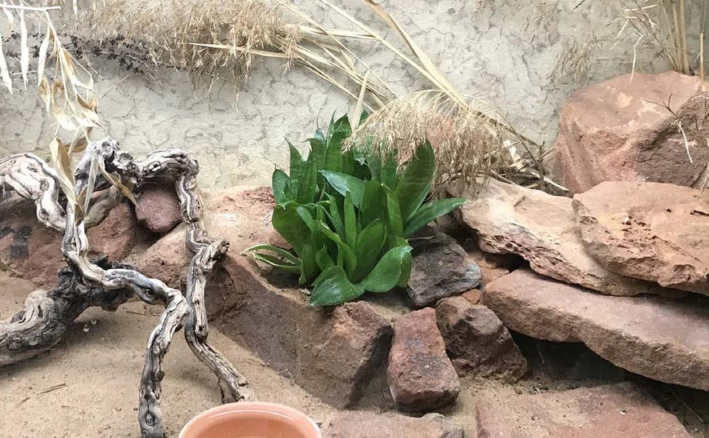 Et naturnært terrarium, som dette innredet for leopardgekkoer, kan være et vakkert innslag i hjemmet, samtidig som det gir dyrene et livsmiljø som passer til artens behov. solingsplassen.