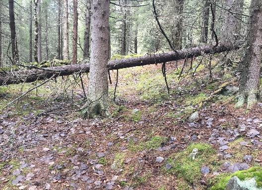 11 Elgjakt: Vi har gått igjennom hvem som har godkjente ettersøkshunder sammenholdt med de jaktlag/jaktfelt vi har oversikt over. Deretter gikk vi igjennom avtalene til Hallingdal ettersøksring.