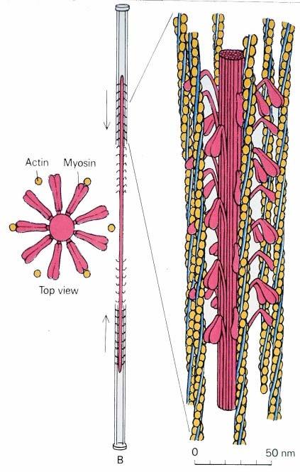 arrangert, slik at hvert myosinfilament ligger an mot seks aktinfilamenter i et sekskantmønster.