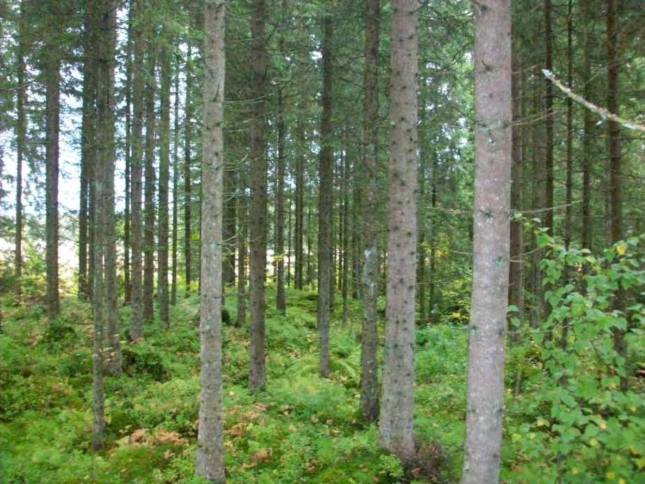 11.7 BESTANDENE: BESKRIVELSE, MÅL FOR SKJØTSEL, TILTAK OG GJENNOMFØRING 11.7.1 Bestand 1 20 Ensaldret yngre skog i bestand 1. Foto Ove Mogård.