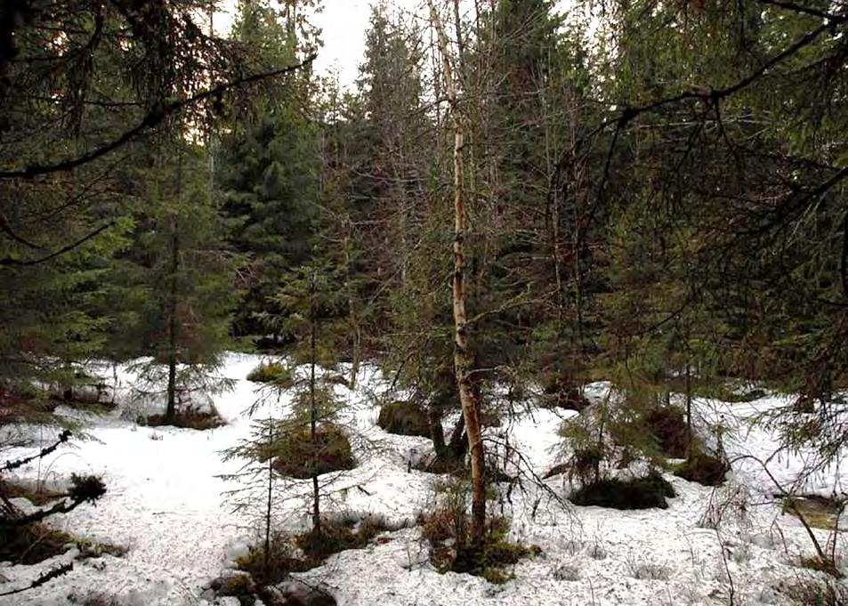 Avfall Kvist dras litt inn i skogen slik at den ikke blir liggende i veikanten eller er godt synlig fra Nordre gravfelt. Ansvarlig for gjennomføring Eier.