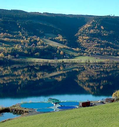 Fiskeoppdrett I Begnavassdraget i Valdres er det i dag 6 landbaserte oppdrettsanlegg som produserer regnbueaure for rakfiskproduksjon. Disse har et samlet konsesjonsvolum på ca. 150 tonn pr år.