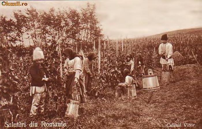 Romanias vinhistorie Rumenerne har laget vin i 8000 år lang før grekerne
