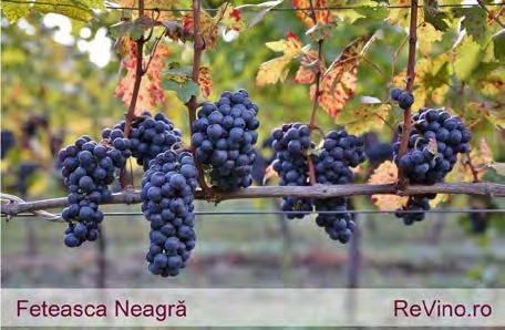 Druene Romania har en bred portifolio av druer, mest en fransk påvirkning med cabernet sauvignon, gewürztraminer, merlot, pinot