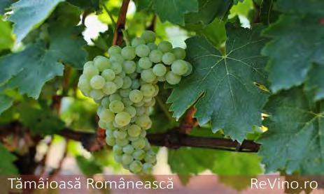 Grasa, tamaioasa, mustoasa de Maderat, cadarca og furmint som er kjent for sin bruk i Tokaij i Ungarn er osgå brukte i Romania.