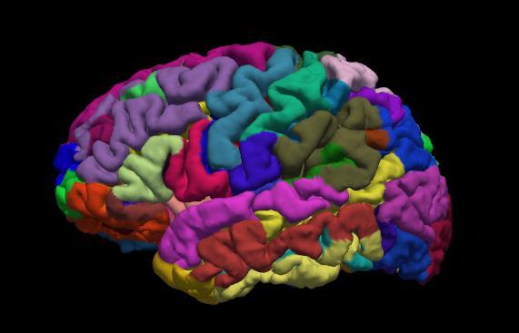 Hva menes med segmentering av hjernen?