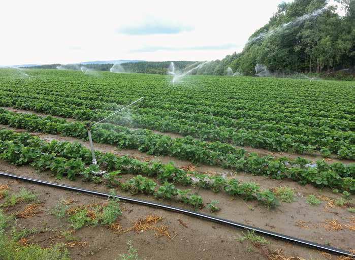 Foto: Jørn Haslestad For mange vil bruk av vatningsvogn være et enkelt alternativ for vatning både ved