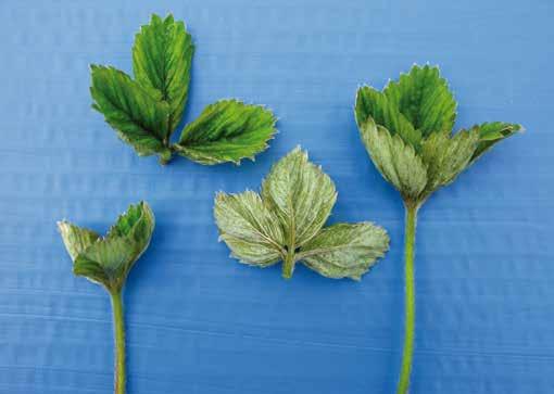 Blad med symptom på jordbærmidd. Symptom på spinnmidd. Spinnmidd har to karakteristiske mørke flekker. Symptom på spinnmidd. bruker pyretroider.