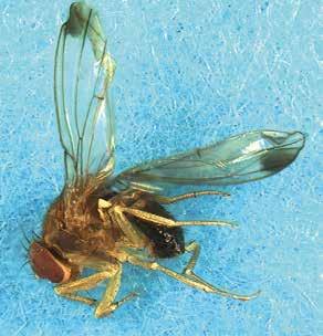 Flekkvingefruktflue (Drosophila suzukii). Foto: M. Francisco / Wikimedia Commons Larver av flekkvingefruktflue i bringebær.
