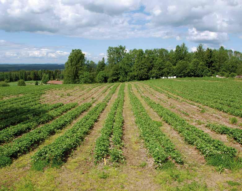 Rød marg utvikler seg som regel i forsenkninger i jordbærfeltet der det ofte er fuktigere i jorda. Sjukdommen tar raskt livet av mange planter. Foto: Jørn Haslestad.