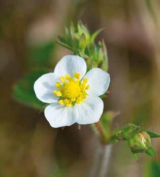 Foto: Sviktende pollinering eller befruktning kan gi misforma bær. Blomst av markjordbær. ratur på mellom 15 C og 18 C, mens den optimale daglengden er 8 10 timer.