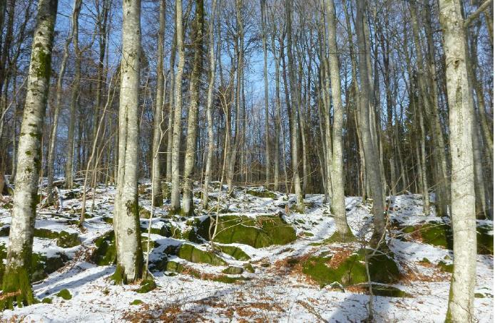 no Bøkeskoglokaliteten nordøst i tiltaksområdet er relativt småvokst i nordre og østre del, men står høyreist og relativt grov i den sørlige skråningen.