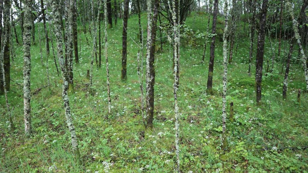 Figur 6: Beiteskog, vegetasjonstype frisk fattigeng med jordnøtt-utforming i dårlig hevd. I samme område som jordnøttengen, i overgangen til ruderatmark, vokser to større eiketrær.
