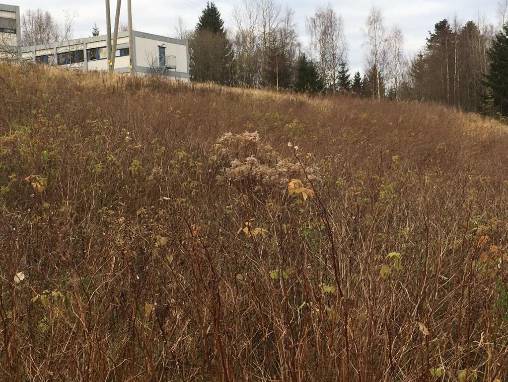 Bakke med skrotemark vest for området. Kanadagullris ses midt i bildet.