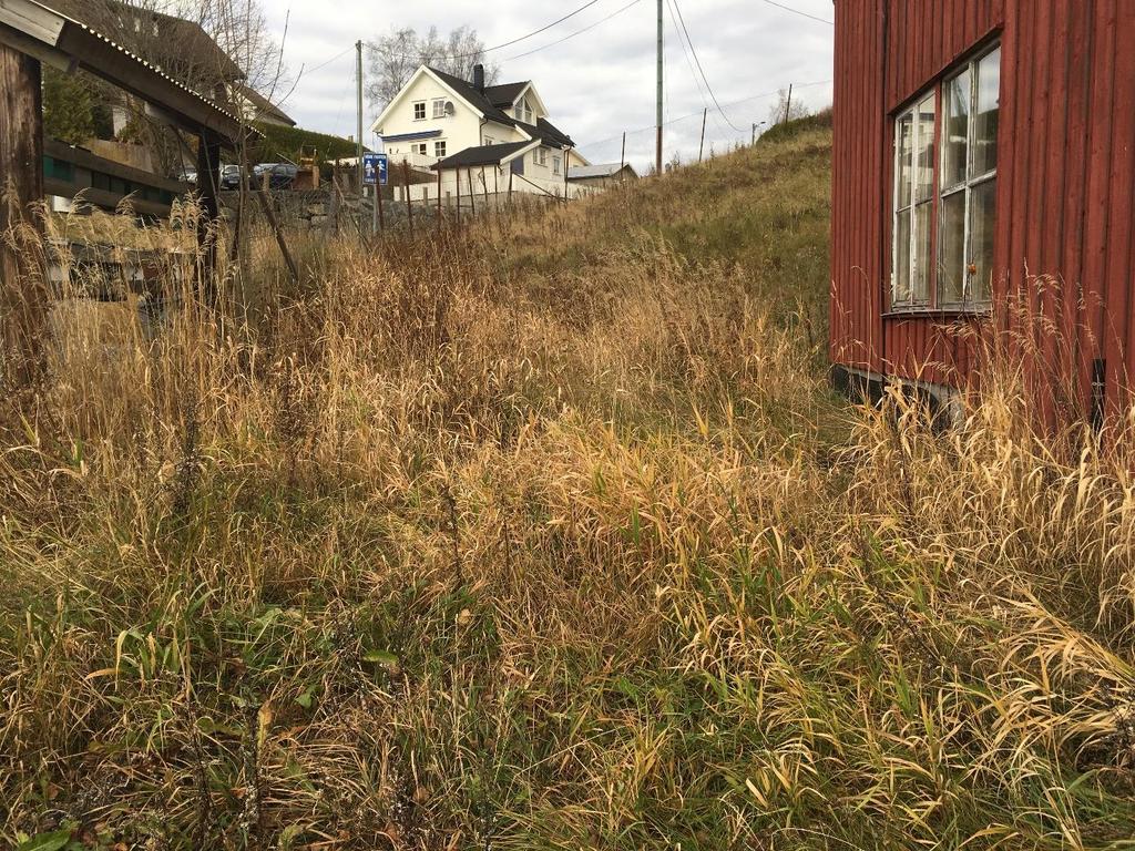 Naturtyper Det forekommer ingen naturtyper innenfor eller i umiddelbar nærhet til planområdet.