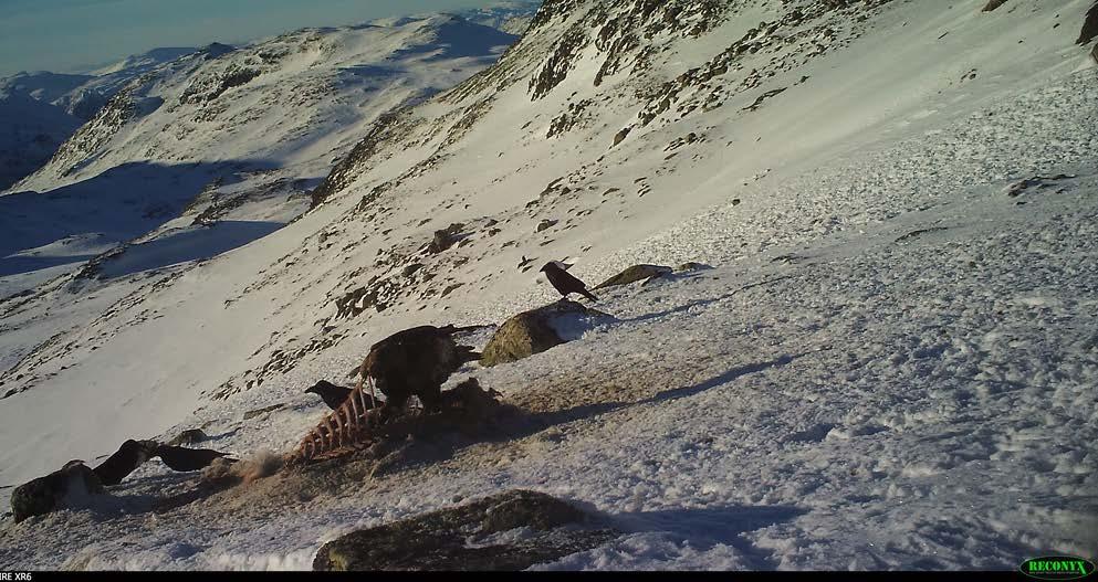 Vær på hogget Hvordan skal vi arbeide dersom vi finner sykdommen andre steder?