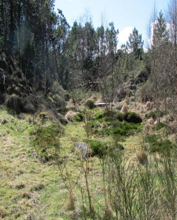 Lokaliteten ligg i ei tidevassone innanfor Flyndreneset og er eit lite brakkvassbasseng (om lag 50x30 meter)