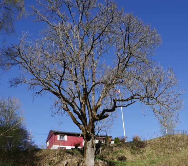 Figur 11: Grov ask (t.h.) med rik forekomst av bleikdoggnål (t.v.) Sclerophora pallida (NT) ved Sauarberga i Sauherad. Foto: John G. rynjulvsrud.