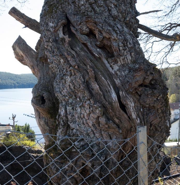 Kartleggingsmetodikk Metoden for kartlegging av naturtypelokaliteter følger DN-håndbok 13, revidert utgave (Direktoratet for Naturforvaltning 2007).