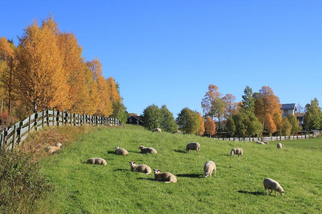 Gårdsdriftens andel av husstandens inntekt For de langt fleste av gårdbrukerne i Innlandet (70 prosent) utgjør inntekten fra gårdsdriften mindre enn halvparten av husstandens totale nettoinntekt.