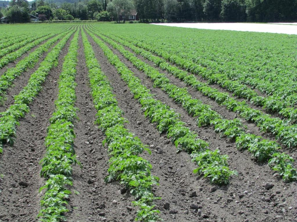 Standarden på driftsbygninger innen hovedproduksjonstypene melkeproduksjon, annet husdyrhold, kornproduksjon og annen planteproduksjon (inkludert frukt og grønnsaker) er god innen alle