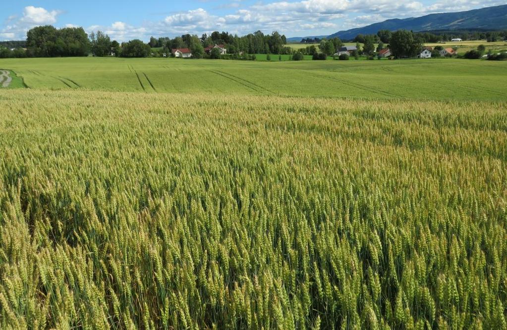 Figuren viser fordelingen av areal blant de bøndene som leier jord i Hedmark, Oppland og Norge (Figur 68).