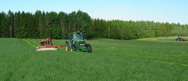 av drektighet hos søyer E-vitamin-tilskudd til drektige