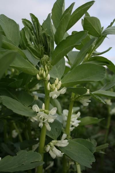 Åkerbønner Åkerbønne dyrkes bare områdene med lengst veksttid på Østlandet Tidlige sorter kan