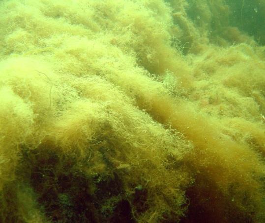 Fysiske inngrep (utbygging, utfylling, mudring) Drøbakkråkebolle (Strongylocentrotus droebachiensis) Beregnet tap av fisk