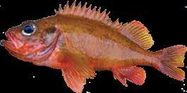 Lusuer )Sebastes viviparus (latin) Norway redfish (UK) Kleiner Rotbarsch (D) t (F) Steinbutt Vi trenger din hjelp til