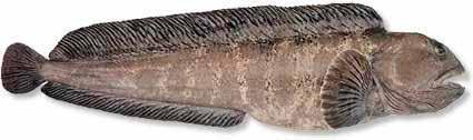 Hyse (kolje) Melanogrammus aeglefinus (latin) Haddock (UK) Églefin (F) Schellfish (D) Sesong: Hele året.