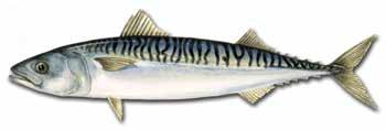 Sei Pollachius virens (latin) Saithe, Coalfish (UK) Lieu noir (F) Köhler, Seelachs (D) http://www.godfisk.