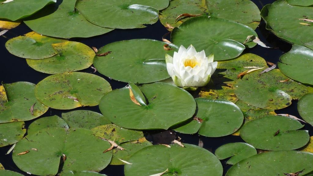 Naturens egen