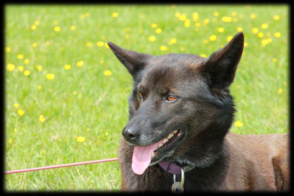 Utdanning innen fysikalsk behandling Arrangør: Klinikk-Soleo AS Behandlingssenter for dyr. Utdanning. Henvisningsklinikk. Type: 1 år med fysikalsk behandling - teori og praksis på hund.